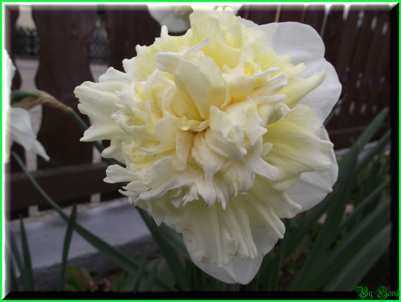 2011.03.04 - Flori 2011 - 1