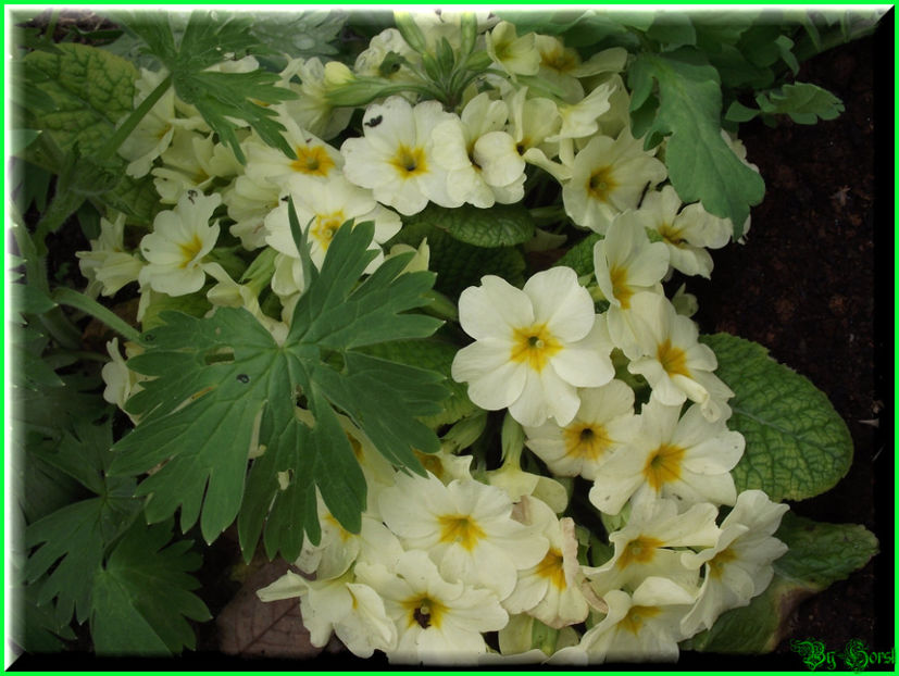 2011.03.04 - Flori 2011 - 1