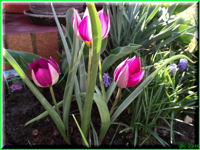 2011.03.04 - Flori 2011 - 1