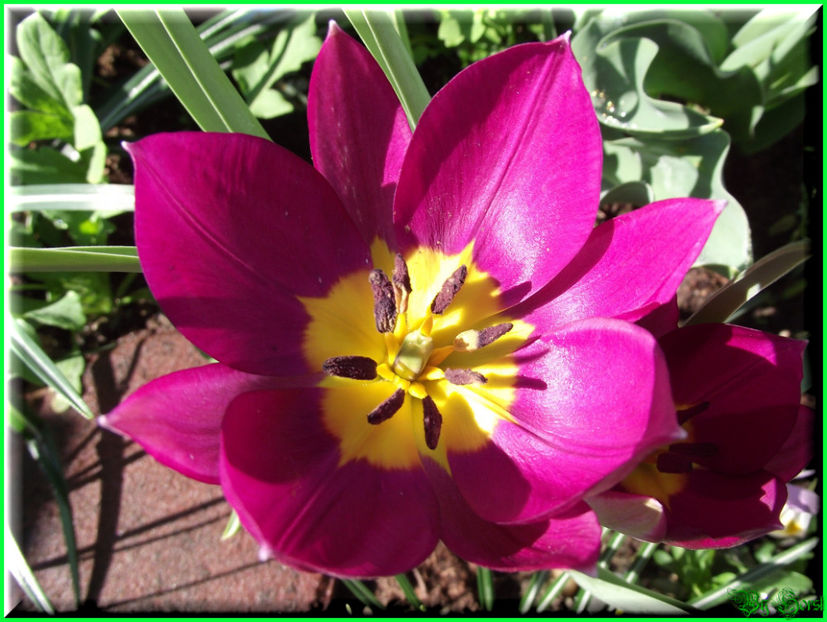 2011.03.04 - Flori 2011 - 1