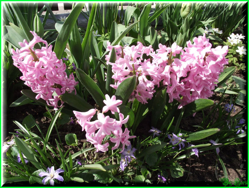 2011.03.04 - Flori 2011 - 1