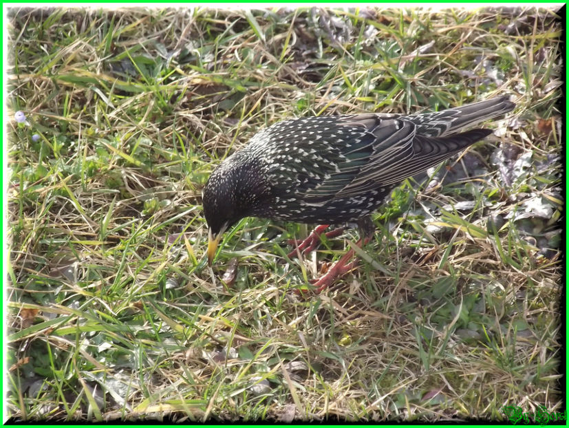 2011.03.12 - Flori 2011 - 1