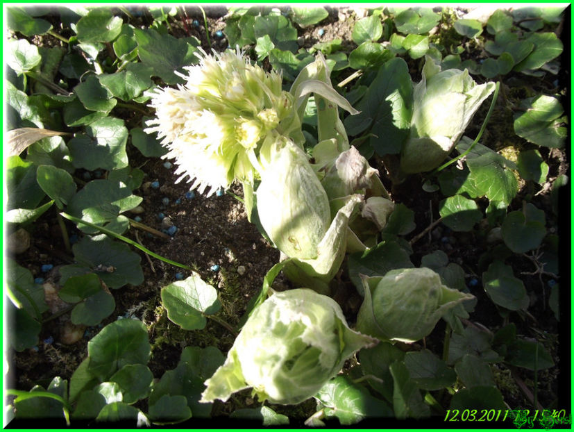 2011.03.12 - Flori 2011 - 1