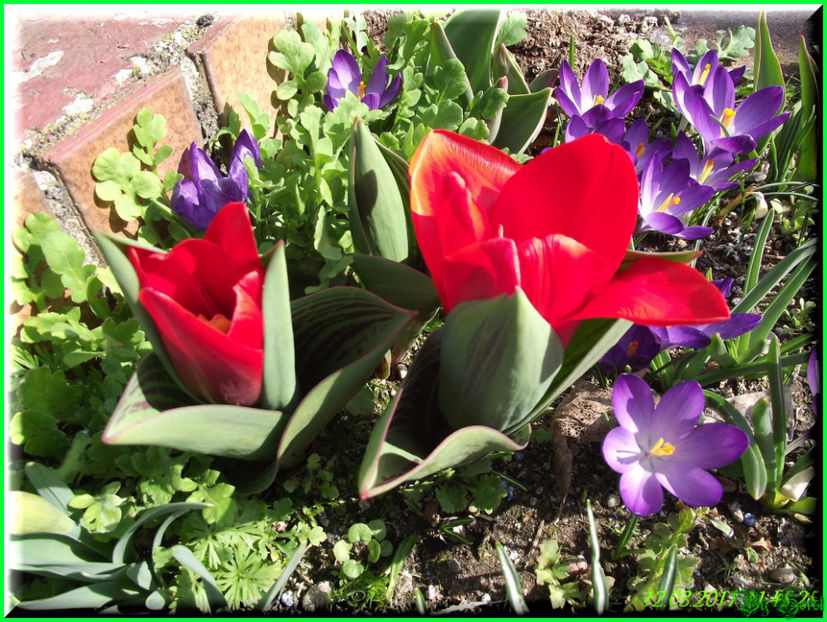 2011.03.12 - Flori 2011 - 1