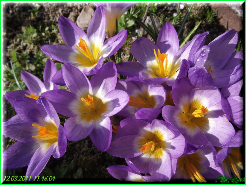 2011.03.12 - Flori 2011 - 1