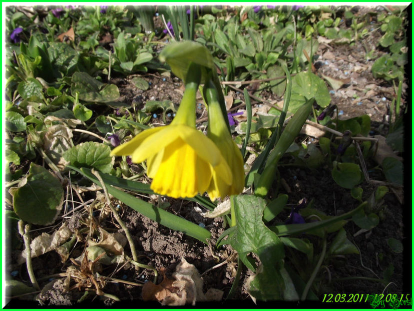 2011.03.12 - Flori 2011 - 1