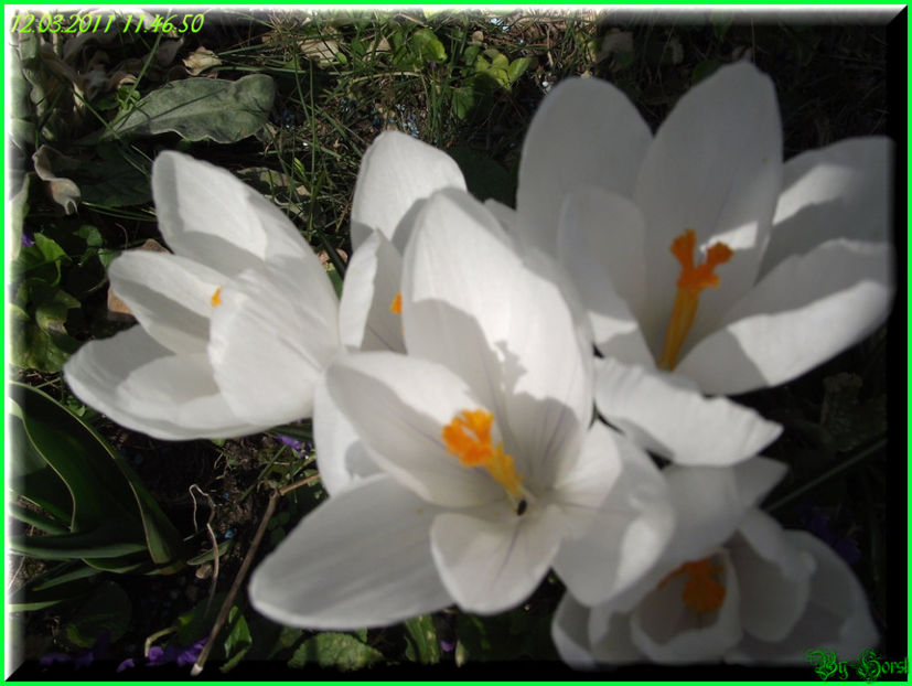 2011.03.12 - Flori 2011 - 1