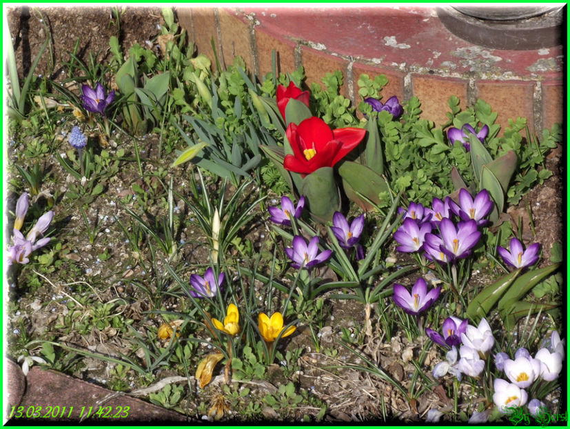 2011.03.12 - Flori 2011 - 1