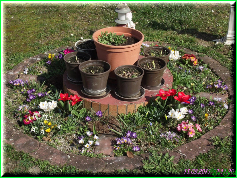 2011.03.15 - Flori 2011 - 1