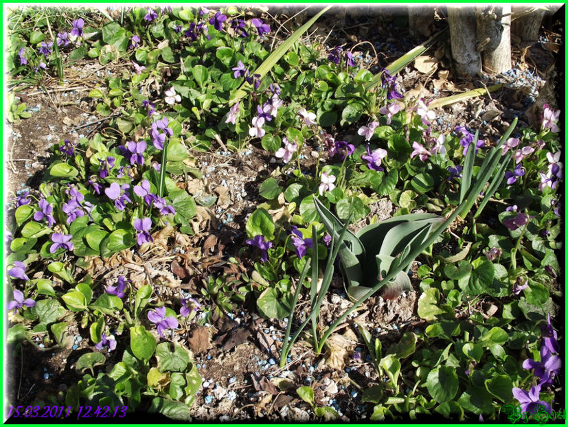 2011.03.15 - Flori 2011 - 1