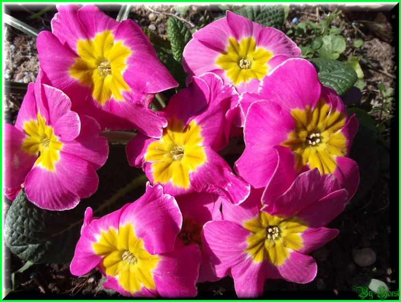 2011.03.15 - Flori 2011 - 1