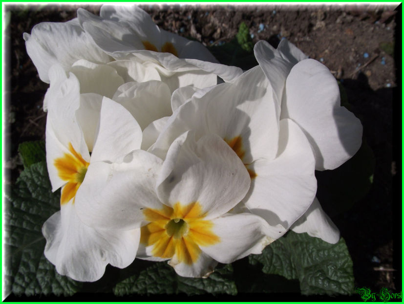 2011.03.15 - Flori 2011 - 1