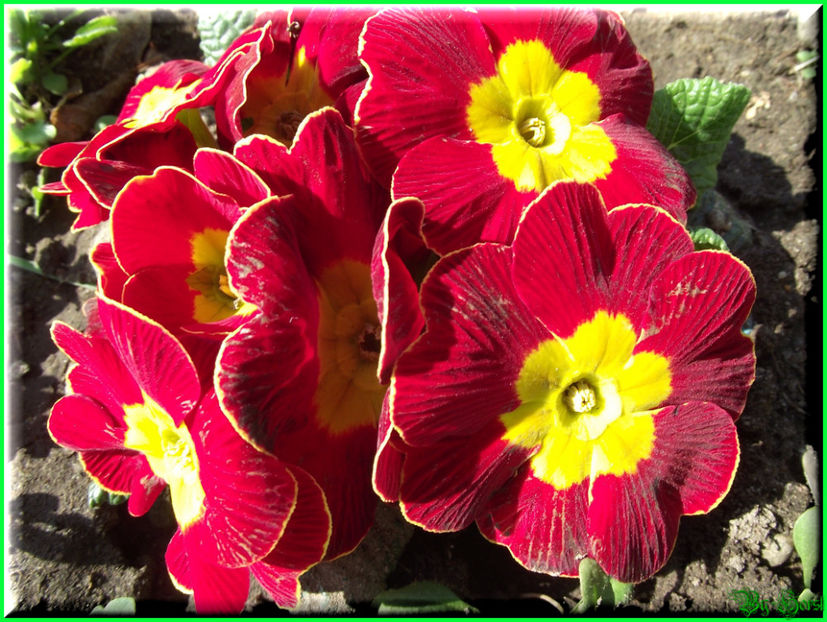 2011.03.15 - Flori 2011 - 1