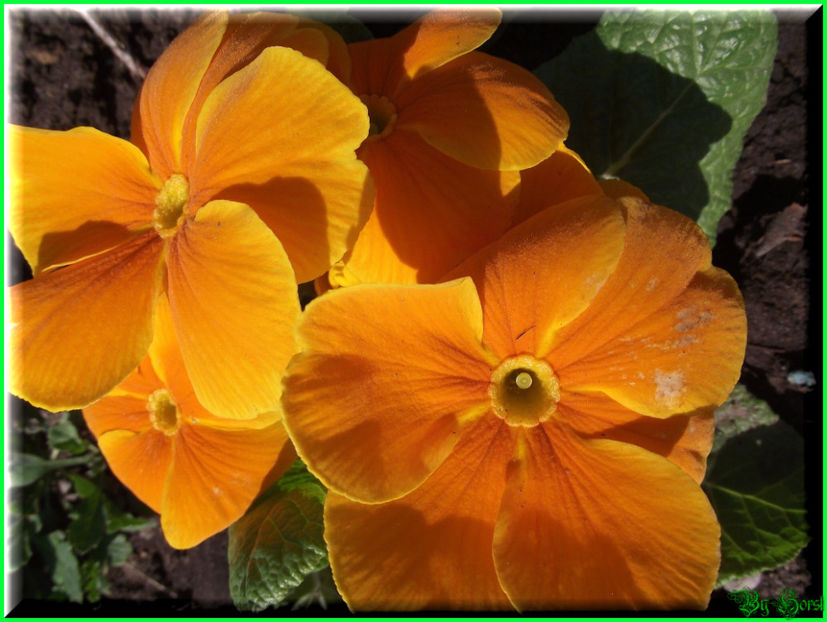 2011.03.15 - Flori 2011 - 1