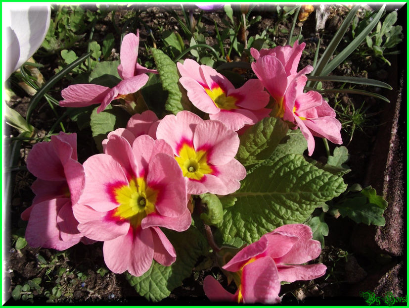 2011.03.15 - Flori 2011 - 1