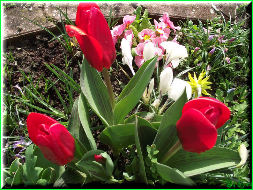 2011.03.20 - Flori 2011 - 1