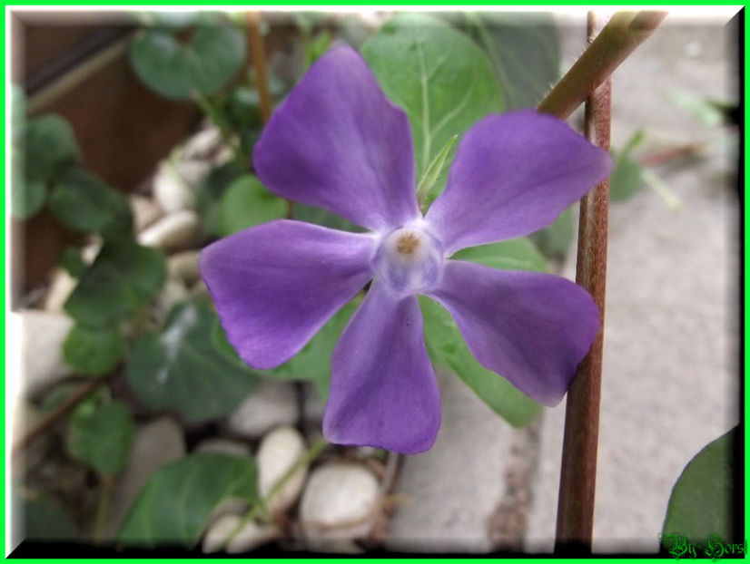 2011.03.20 - Flori 2011 - 1