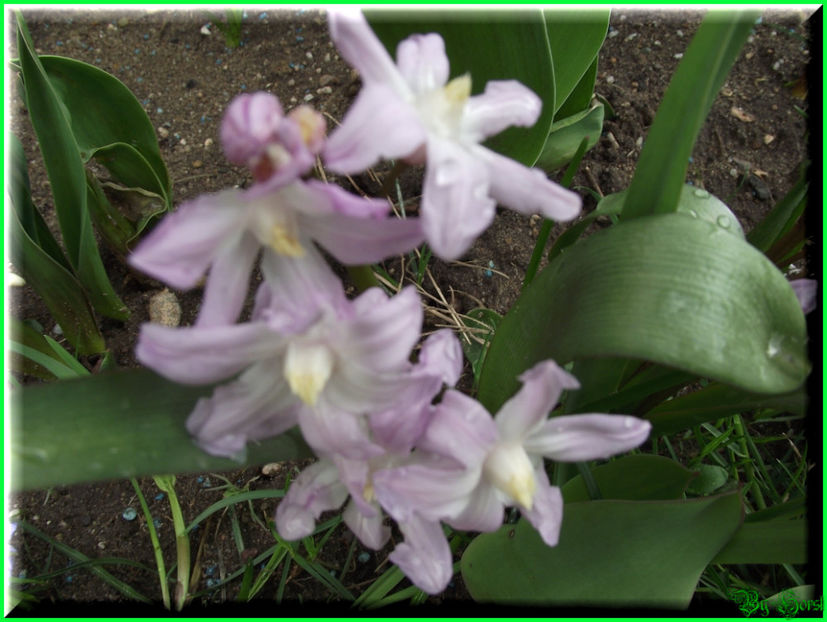 2011.03.20 - Flori 2011 - 1