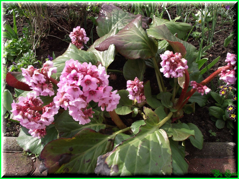 2011.03.20 - Flori 2011 - 1