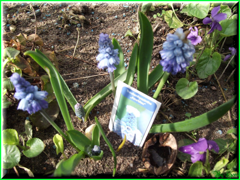 2011.03.20 - Flori 2011 - 1