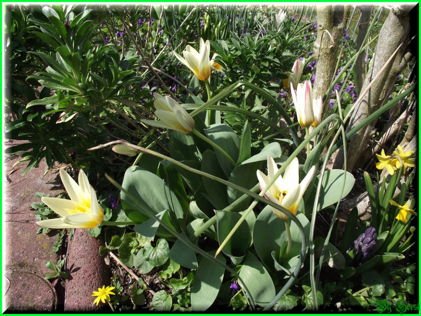 2011.03.20 - Flori 2011 - 1