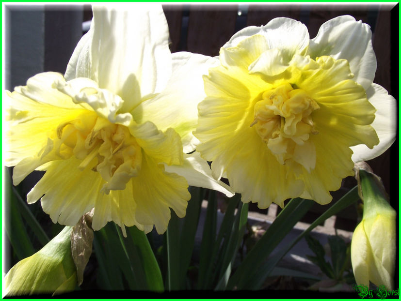 2011.03.20 - Flori 2011 - 1