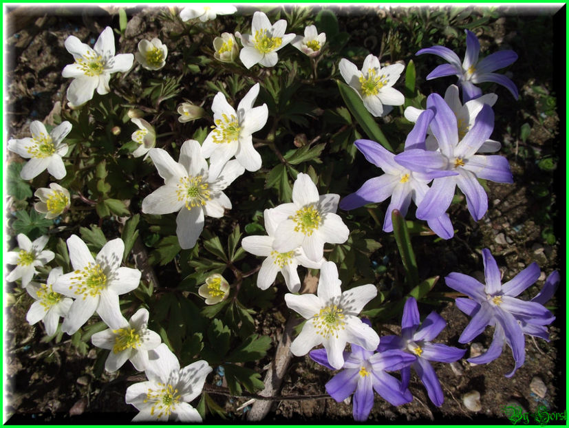 2011.03.20 - Flori 2011 - 1