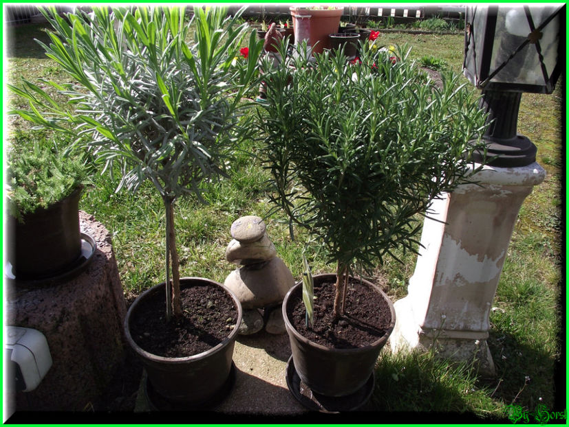 2011.03.20 - Flori 2011 - 1