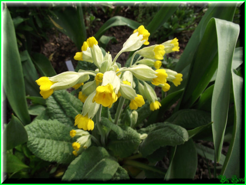 2011.03.20 - Flori 2011 - 1