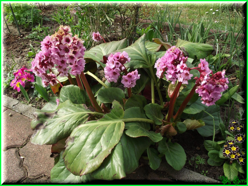 2011.03.20 - Flori 2011 - 1