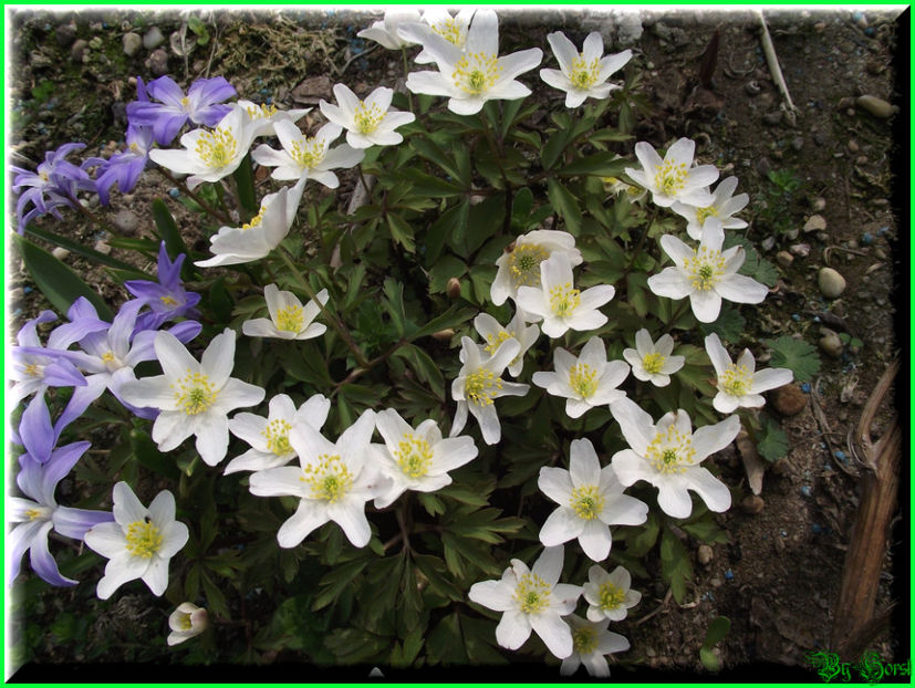 2011.03.20 - Flori 2011 - 1