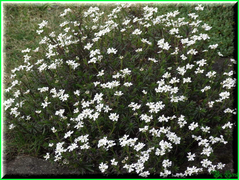 2011.03.20 - Flori 2011 - 1