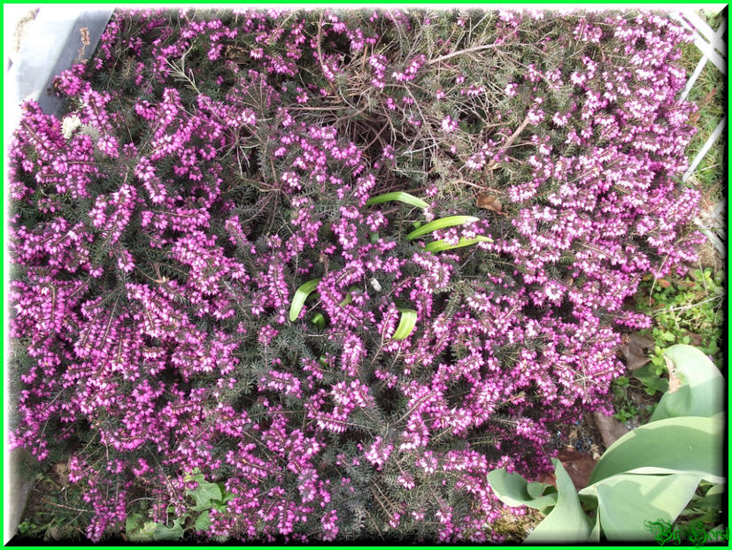 2011.03.20 - Flori 2011 - 1