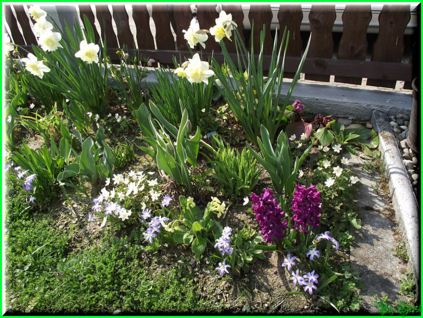 2011.03.20 - Flori 2011 - 1