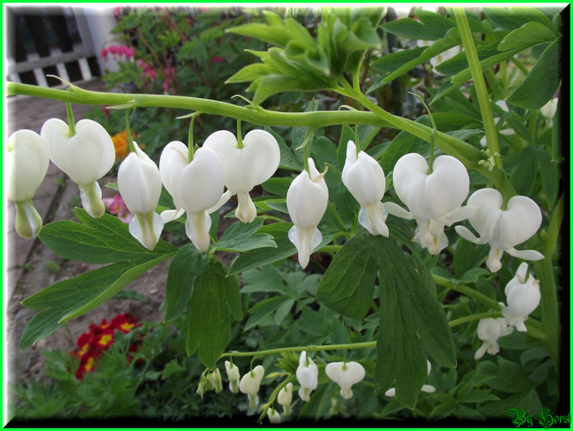 2011.04.11 - Flori 2011 - 1