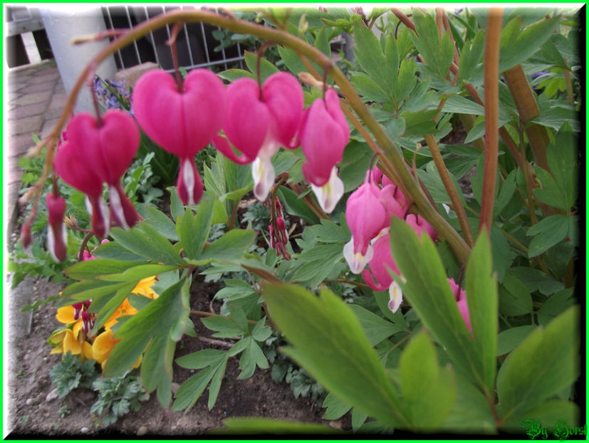 2011.04.11 - Flori 2011 - 1