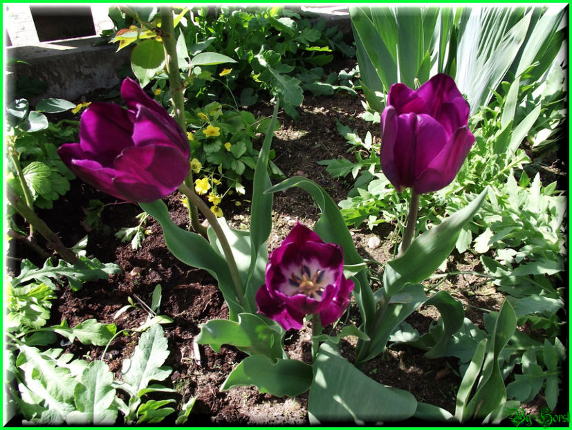 2011.04.11 - Flori 2011 - 1