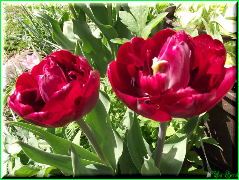 2011.04.11 - Flori 2011 - 1