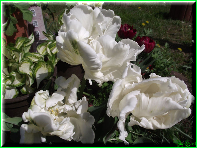 2011.04.11 - Flori 2011 - 1