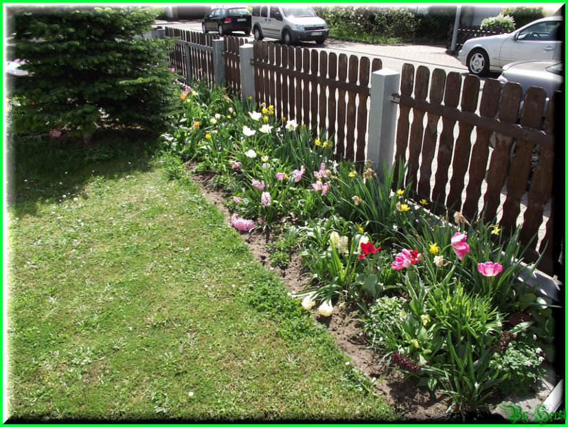 2011.04.11 - Flori 2011 - 1