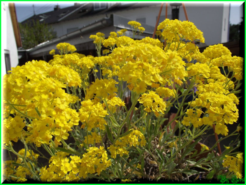 2011.04.11 - Flori 2011 - 1