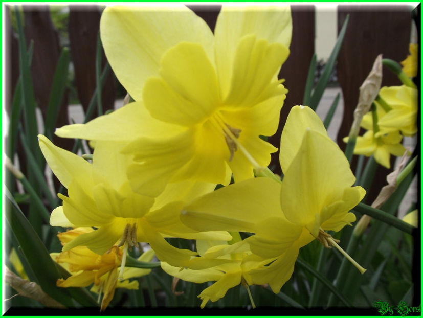 2011.04.17 - Flori 2011 - 1