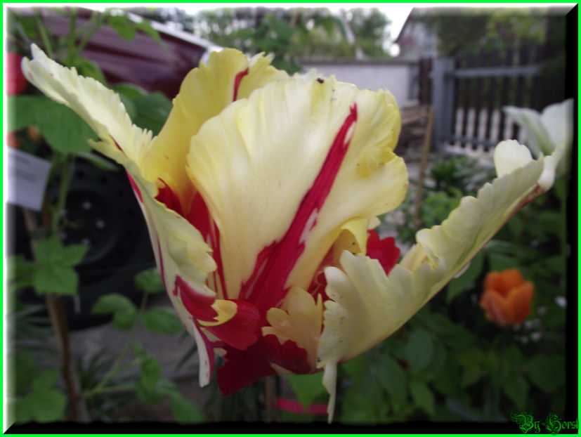 2011.04.17 - Flori 2011 - 1