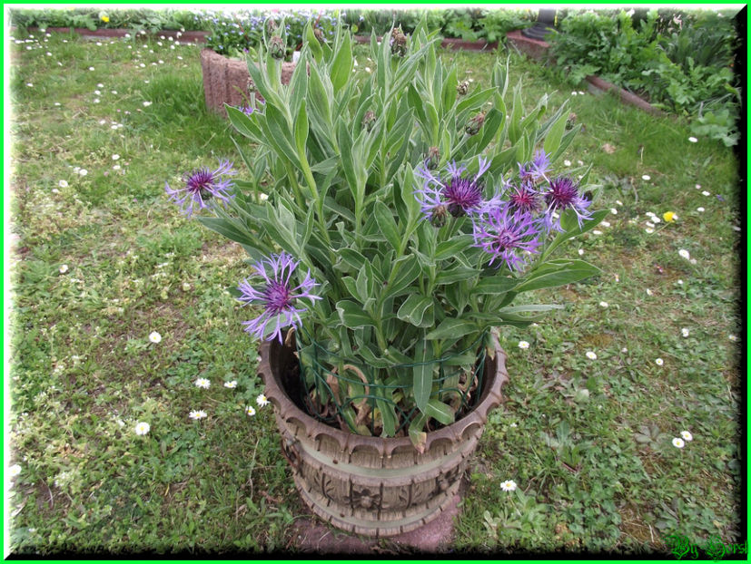 2011.04.17 - Flori 2011 - 1