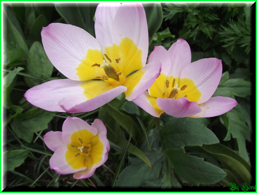 2011.04.17 - Flori 2011 - 1