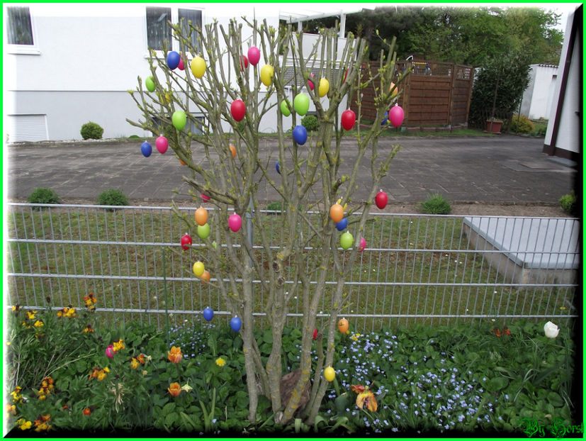 2011.04.17 - Flori 2011 - 1