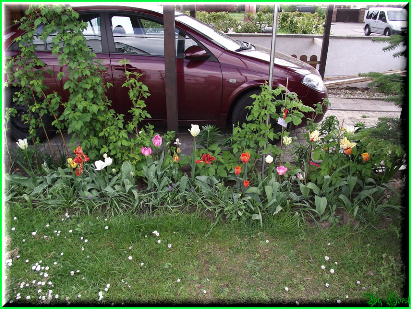 2011.04.17 - Flori 2011 - 1