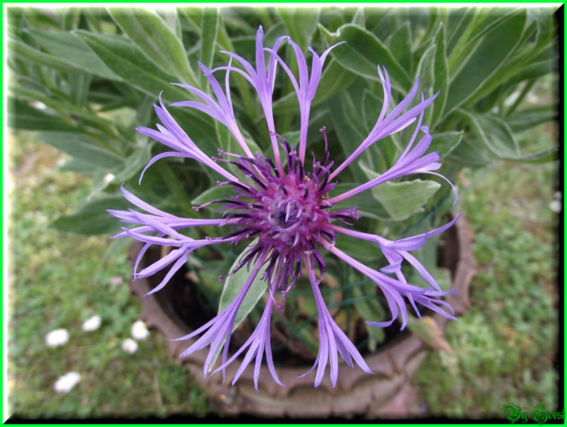 2011.04.17 - Flori 2011 - 1