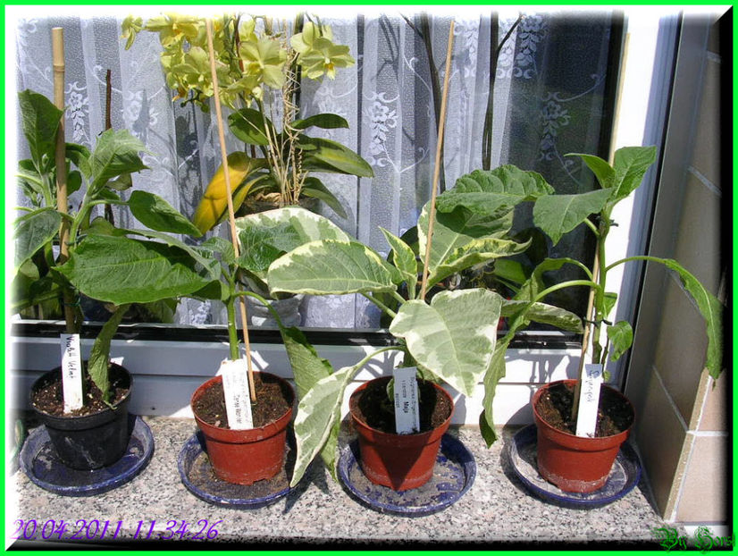 2011.04.21 - Flori 2011 - 1