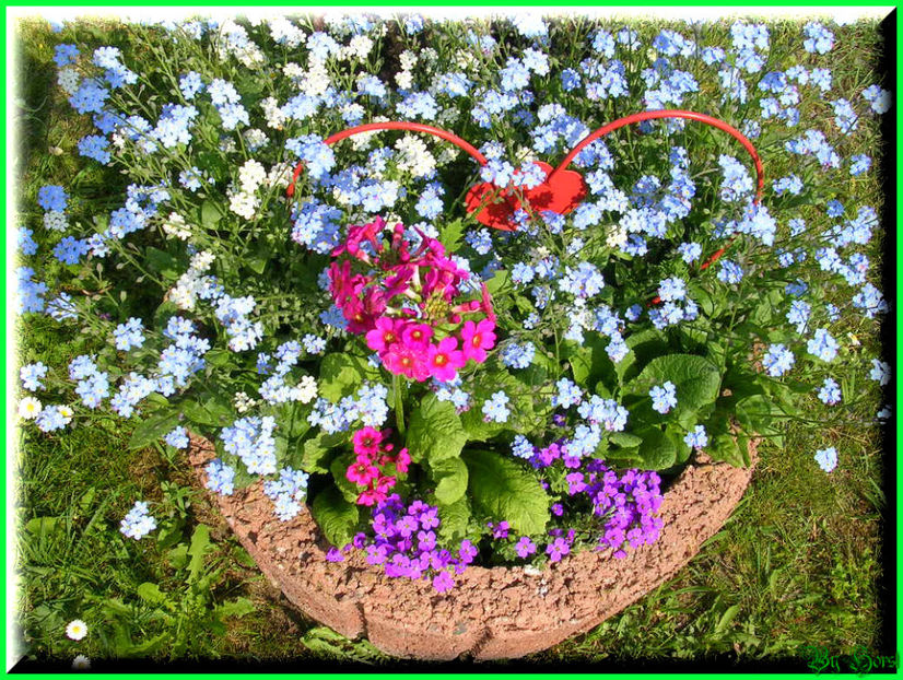 2011.05.03 - Flori 2011 - 1